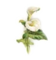 arum Arum